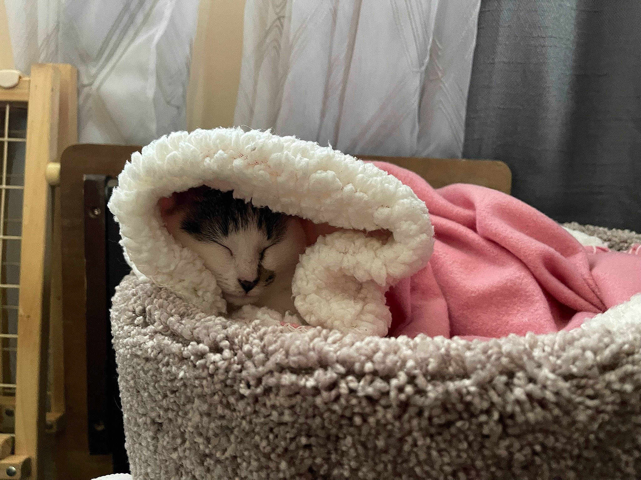 Prada joined the competition — help win amazing prizes! art, ball, cat_bed, comfort_food, companion_dog, fang, fawn, felidae, fur, paw, plush, small_to_medium_sized_cats, snout, snow, stuffed_toy, tail, textile, toy, whiskers, wool