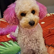 Princess Lillith joined the competition — help win amazing prizes! animal, bed, blanket, colorful, cozy, curly_fur, cute, dog, fur_color, indoor, looking_at_camera, pet, pink_ears, pink_paws, pink_tail, poodle, portrait, resting, small_dog, white_fur