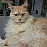 cat, orange_cat, longhaired, fluffy, maine_coon, feline, pet, animal, portrait, close_up, face, whiskers, ear_tufts, mane, lounging, sitting, indoors, furniture, home, relaxed
