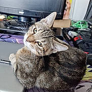 Meow participe au concours pour gagner de l'argent avec cette photo : animal, background, cat, closeup, cluttered, computer, curious, desk, dog_image, electronics, feline, indoor, looking_back, monitor, office, pet, poster, tabby_cat, technology, whiskers