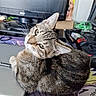 animal, background, cat, closeup, cluttered, computer, curious, desk, dog_image, electronics, feline, indoor, looking_back, monitor, office, pet, poster, tabby_cat, technology, whiskers