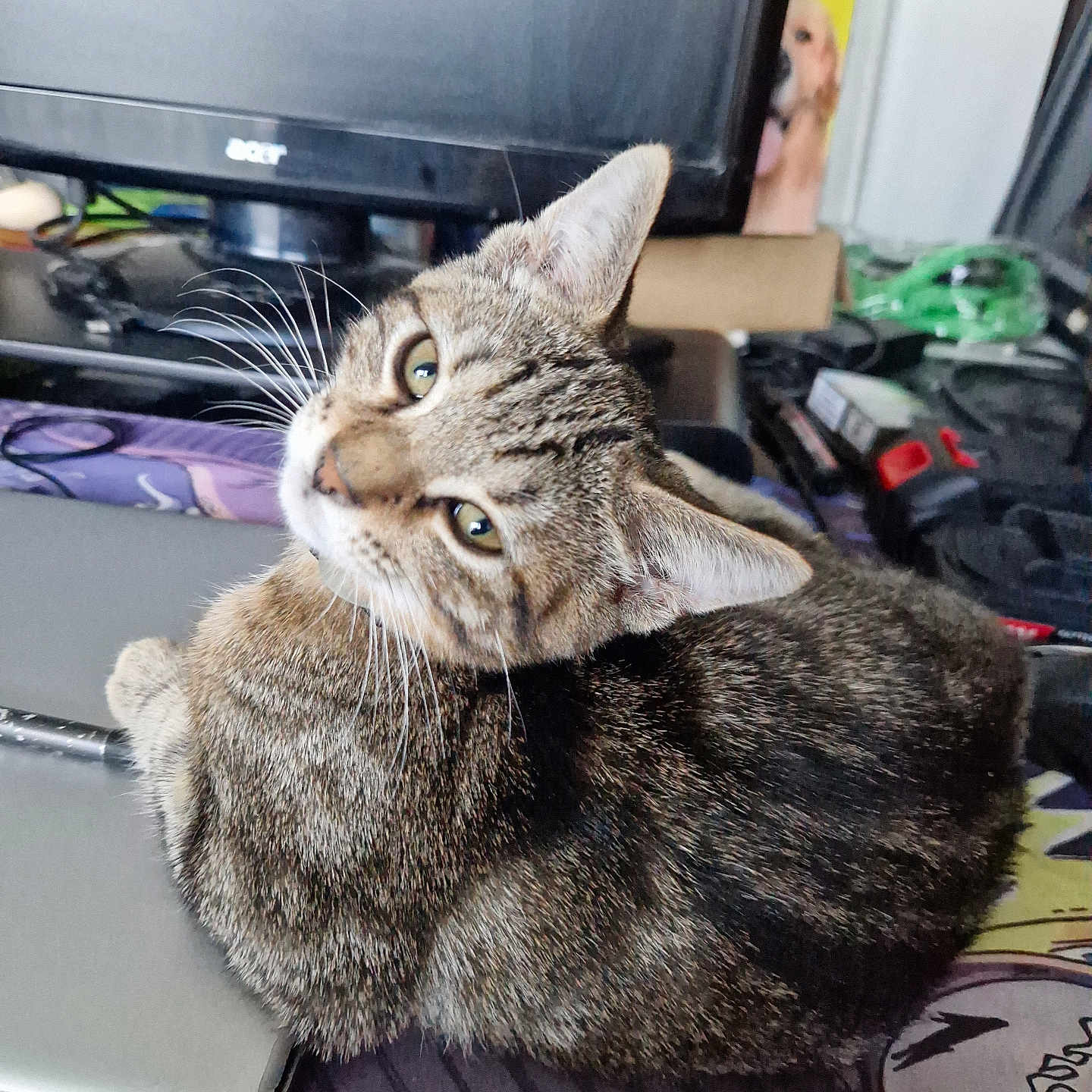 Meow participe au concours pour gagner de l'argent avec cette photo : animal, background, cat, closeup, cluttered, computer, curious, desk, dog_image, electronics, feline, indoor, looking_back, monitor, office, pet, poster, tabby_cat, technology, whiskers