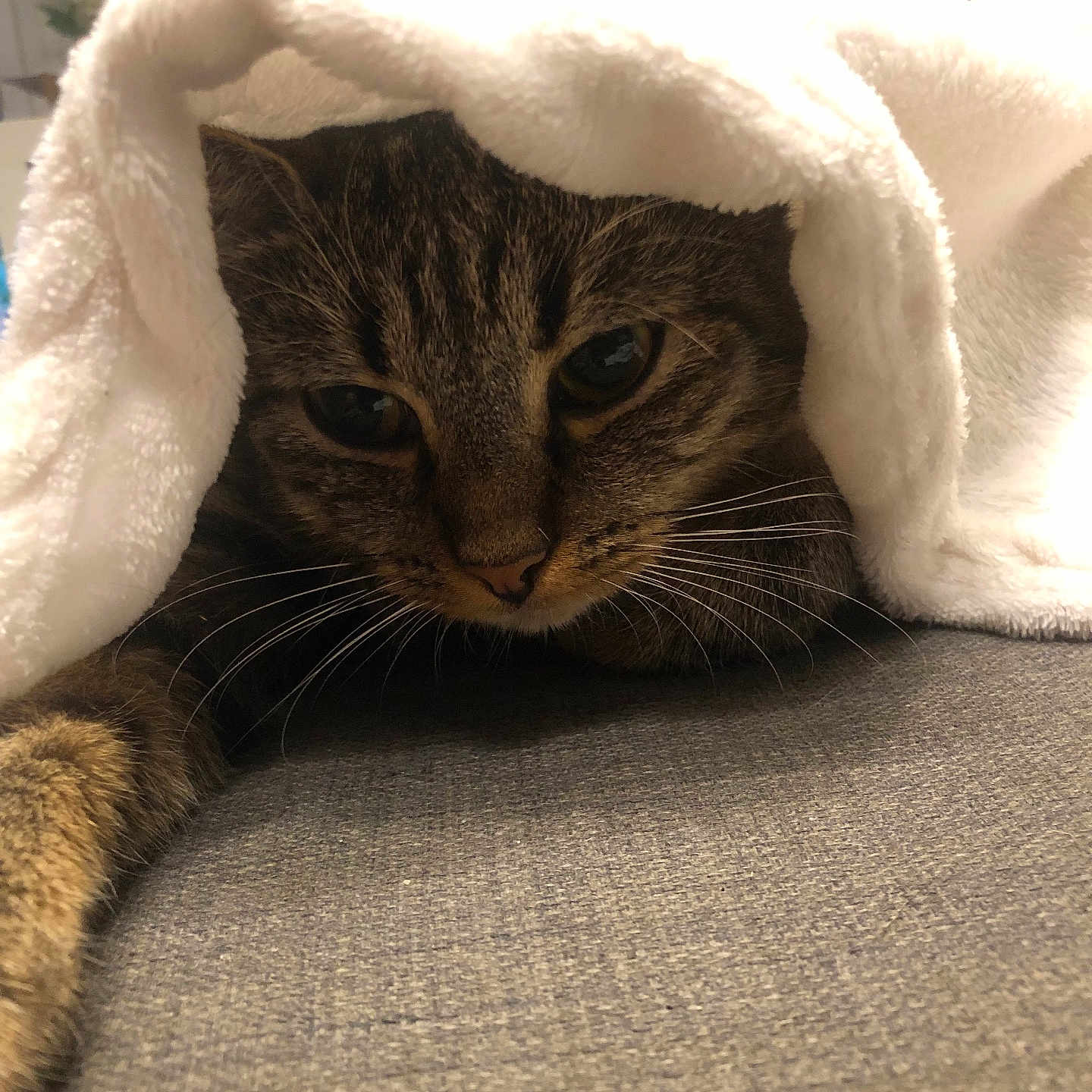 Blue participe au concours pour gagner de l'argent avec cette photo : abyssinian, animal, bathtowel, blanket, cat, couch, face, furniture, head, homedecor, kitten, laundry, linen, manx, person, pet, photography, portrait, quilt, towel