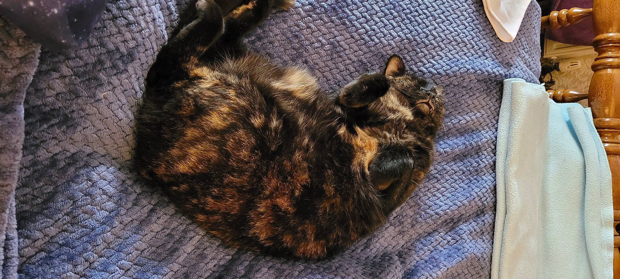 Libby is registered to the contest to win money with this photo: carnivore, cat, cat_supply, claw, comfort, domestic_short_haired_cat, felidae, fur, linens, mammal, nap, sleep, small_to_medium_sized_cats, snout, tail, terrestrial_animal, whiskers, wood