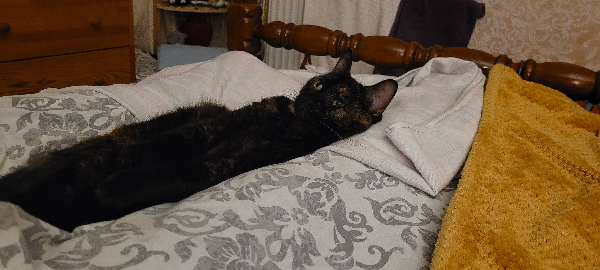 Libby joined the competition — help win amazing prizes! bed, bed_frame, bed_sheet, bedding, bedroom, black_cat, carnivore, cat, comfort, dog_breed, felidae, fur, furniture, grey, linens, pillow, room, small_to_medium_sized_cats, tail, whiskers