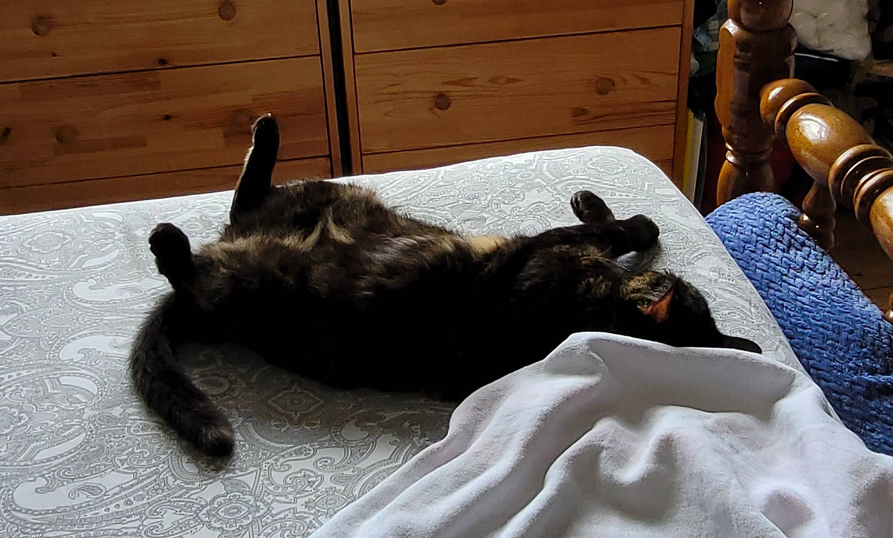 Libby joined the competition — help win amazing prizes! black_cat, cabinetry, carnivore, cat, chest_of_drawers, comfort, companion_dog, dog_breed, domestic_short_haired_cat, drawer, felidae, fur, hardwood, linens, mammal, small_to_medium_sized_cats, tail, vertebrate, whiskers, wood