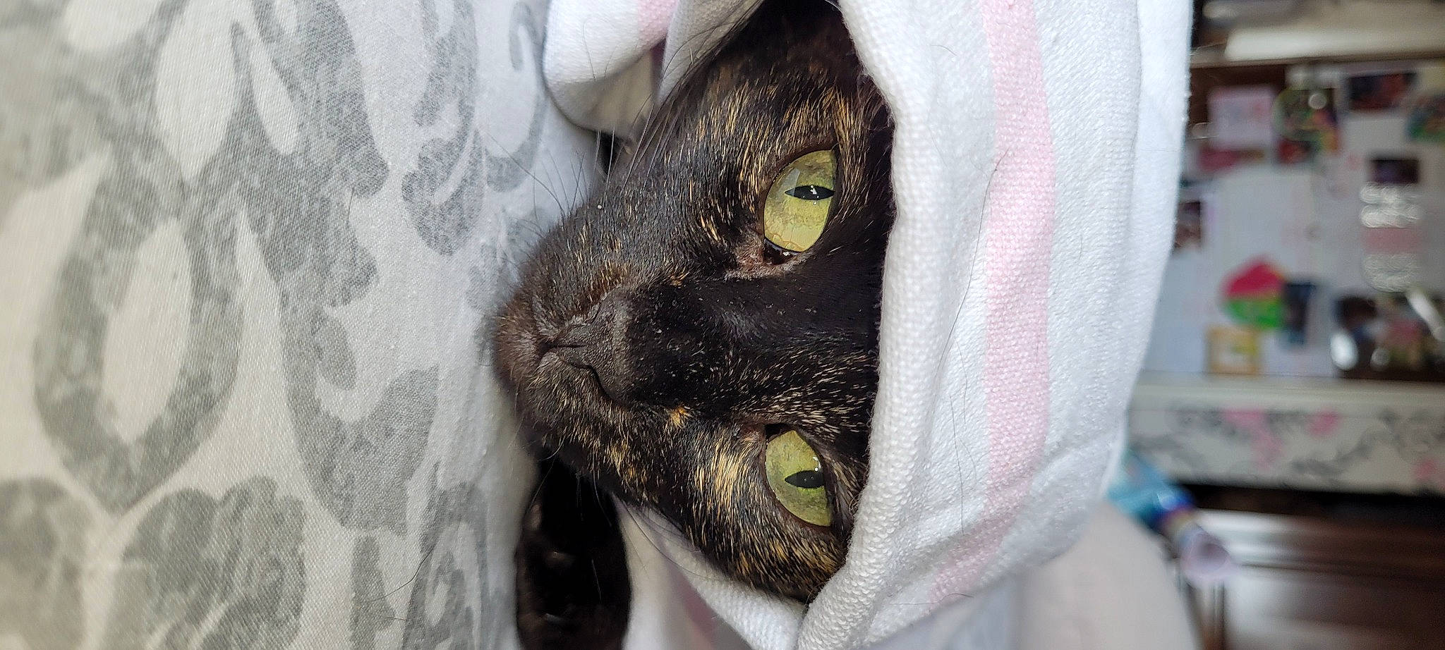 Libby joined the competition — help win amazing prizes! black_cat, carnivore, cat, claw, collar, dog_breed, domestic_short_haired_cat, ear, eyelash, fang, fashion_accessory, felidae, fur, grey, small_to_medium_sized_cats, snout, whiskers, wildlife, working_animal