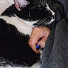 Duke joined the competition — help win amazing prizes! cat, black_and_white_cat, pet, sleeping, cozy, snuggling, human_hand, blue_nail_polish, blanket, couch, indoor, relaxing, fur, whiskers, close_up, resting, comfort, domestic_animal, feline, companion