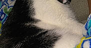 Duke is registered to the contest to win money with this photo: animal, black_and_white, blanket, cat, close_up, comfort, couch, cozy, domestic_animal, fur, human_foot, indoor, patterned_blanket, paw, pet, relaxed, resting, sleeping, soft_texture, whiskers
