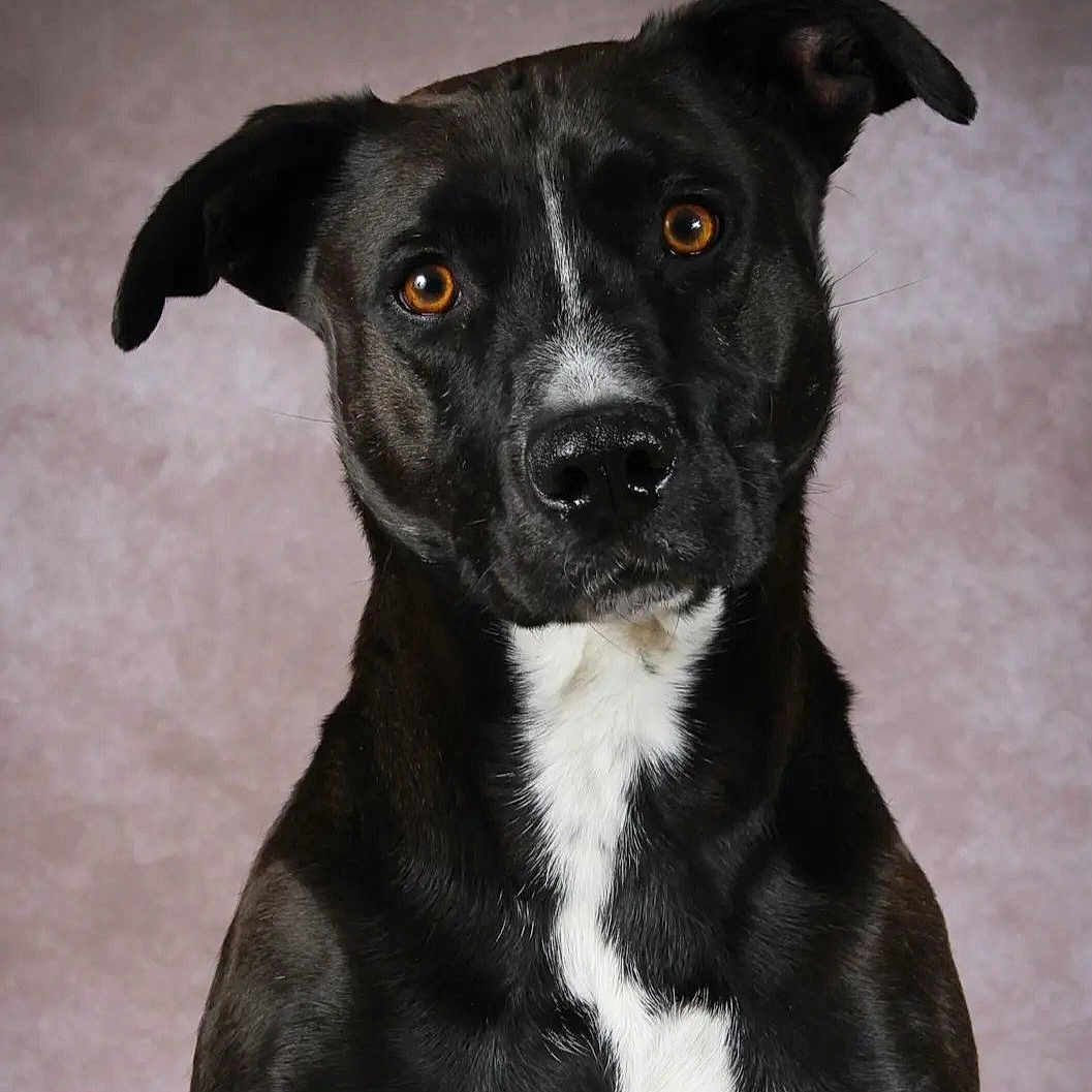 Mango participe au concours pour gagner de l'argent avec cette photo : animal, appenzeller, bostonbull, boxer, bulldog, canine, dog, greatdane, hound, husky, labradorretriever, pet, pitbull, pointer, puppy, snout