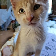 Jean-Bernard participe au concours pour gagner de l'argent avec cette photo : cat, kitten, orange_and_white, close_up, indoor, curious, pet, feline, whiskers, ears, fur, nose, eyes, young_animal, domestic_animal, bed, blanket, foot, blurred_background, cozy