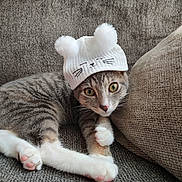 Gemma is registered to the contest to win money with this photo: cat, tabby_cat, kitten, hat, knitted_hat, pom_poms, white_hat, couch, sofa, furniture, indoor, pet, animal, cute, resting, paw, fur, whiskers, eyes, close_up