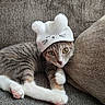 cat, tabby_cat, kitten, hat, knitted_hat, pom_poms, white_hat, couch, sofa, furniture, indoor, pet, animal, cute, resting, paw, fur, whiskers, eyes, close_up