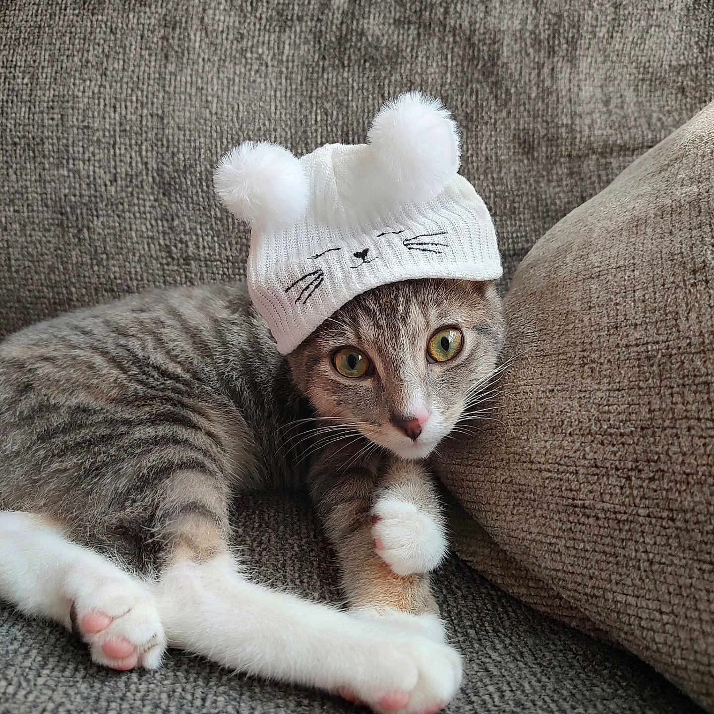 Gemma is registered to the contest to win money with this photo: cat, tabby_cat, kitten, hat, knitted_hat, pom_poms, white_hat, couch, sofa, furniture, indoor, pet, animal, cute, resting, paw, fur, whiskers, eyes, close_up