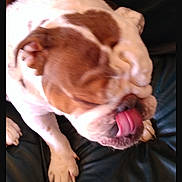 Duke is registered to the contest to win money with this photo: dog, bulldog, pet, animal, licking, paws, wrinkles, leather_couch, indoor, closeup, brown_and_white, fur, canine, tongue, cute, sitting, domestic_animal, companion, furry, relaxed