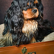 Willy participe au concours pour gagner de l'argent avec cette photo : dog, cavalier_king_charles_spaniel, black_and_tan, long_hair, pet, animal, canine, fur, portrait, indoor, vintage, suitcase, brown, resting, close_up, cute, companion, domestic_animal, studio, calm