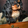 dog, cavalier_king_charles_spaniel, black_and_tan, long_hair, pet, animal, canine, fur, portrait, indoor, vintage, suitcase, brown, resting, close_up, cute, companion, domestic_animal, studio, calm
