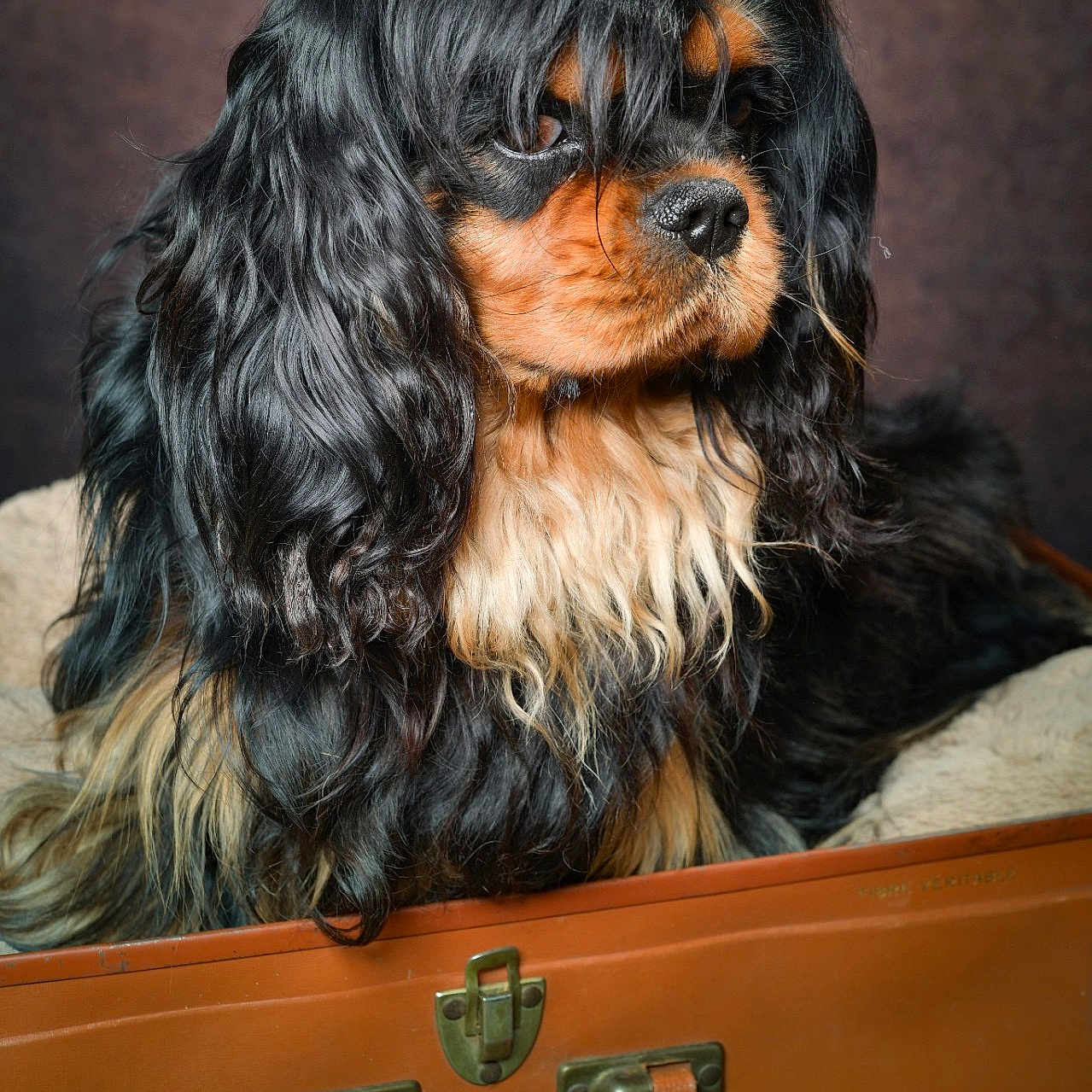 Willy participe au concours pour gagner de l'argent avec cette photo : dog, cavalier_king_charles_spaniel, black_and_tan, long_hair, pet, animal, canine, fur, portrait, indoor, vintage, suitcase, brown, resting, close_up, cute, companion, domestic_animal, studio, calm