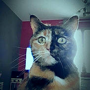 Chups a rejoint le concours — aidez-le/la à gagner de superbes lots ! black, blue, cat, cat_like_mammal, kitten, mammal, small_to_medium_sized_cats, snapshot, vertebrate, whiskers