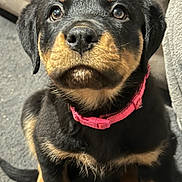 Lola is registered to the contest to win money with this photo: accessories, animal, ball, beagle, bulldog, canine, cockerspaniel, collar, dog, hound, labradorretriever, leash, pet, puppy, snout, sport, strap, tennis, tennisball, terrier