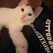 Stella joined the competition — help win amazing prizes! cat, white_cat, pet, animal, person, tattoo, black_shirt, indoor, closeup, paw, relaxed, cute, looking_at_camera, domestic_cat, feline, companion, resting, human, comfort, affection