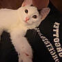 cat, white_cat, pet, animal, person, tattoo, black_shirt, indoor, closeup, paw, relaxed, cute, looking_at_camera, domestic_cat, feline, companion, resting, human, comfort, affection