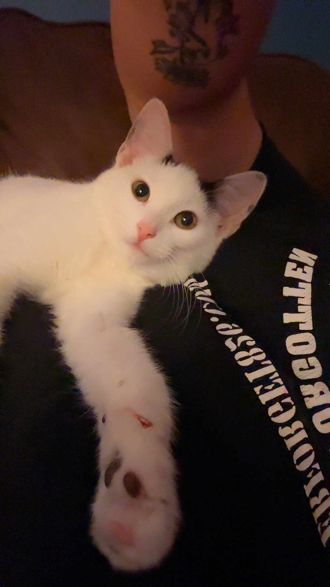 Stella