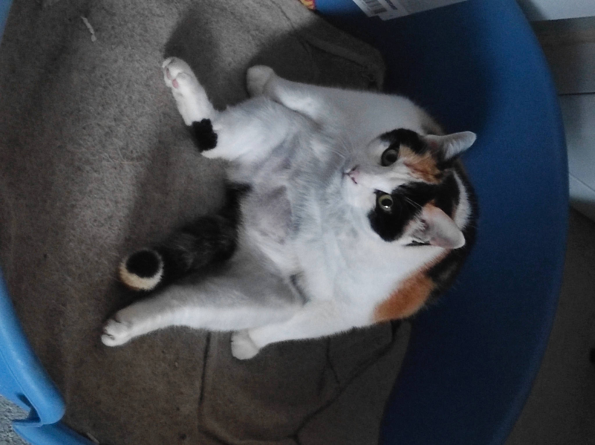 Fripouille a rejoint le concours — aidez-le/la à gagner de superbes lots ! canidae, carnivore, cat, comfort, companion_dog, dog_breed, felidae, fur, mammal, nap, paw, small_to_medium_sized_cats, sporting_group, tail, whiskers