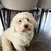 Velcro a rejoint le concours — aidez-le/la à gagner de superbes lots ! dog, fluffy, white, indoor, floor, tile, chair, furniture, pet, cute, animal, sitting, looking_up, curious, small_dog, companion, domestic, canine, fur, house