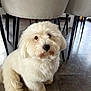 dog, fluffy, white, indoor, floor, tile, chair, furniture, pet, cute, animal, sitting, looking_up, curious, small_dog, companion, domestic, canine, fur, house