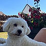 Velcro participe au concours pour gagner de l'argent avec cette photo : dog, white_dog, fluffy, outdoor, garden, flowers, red_flowers, firewood, house, blue_sky, pet, animal, grass, sunny, relaxed, closeup, canine, nature, summer, daytime