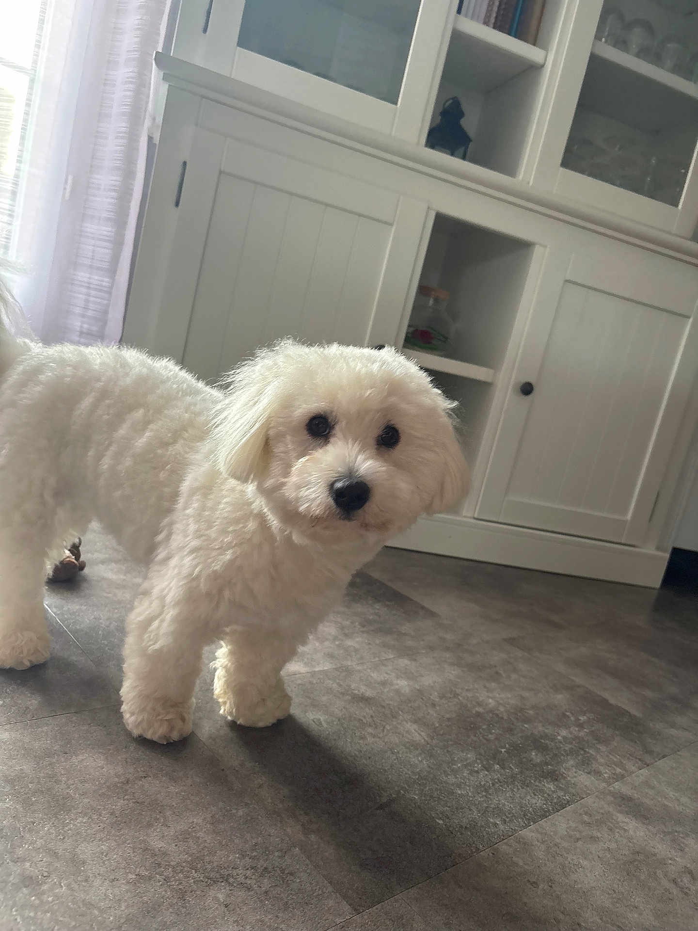 Velcro participe au concours pour gagner de l'argent avec cette photo : dog, white_dog, fluffy, pet, indoor, floor, kitchen, cabinet, curious, small_dog, fur, animal, companion, domestic, cute, standing, looking, natural_light, home, curtain