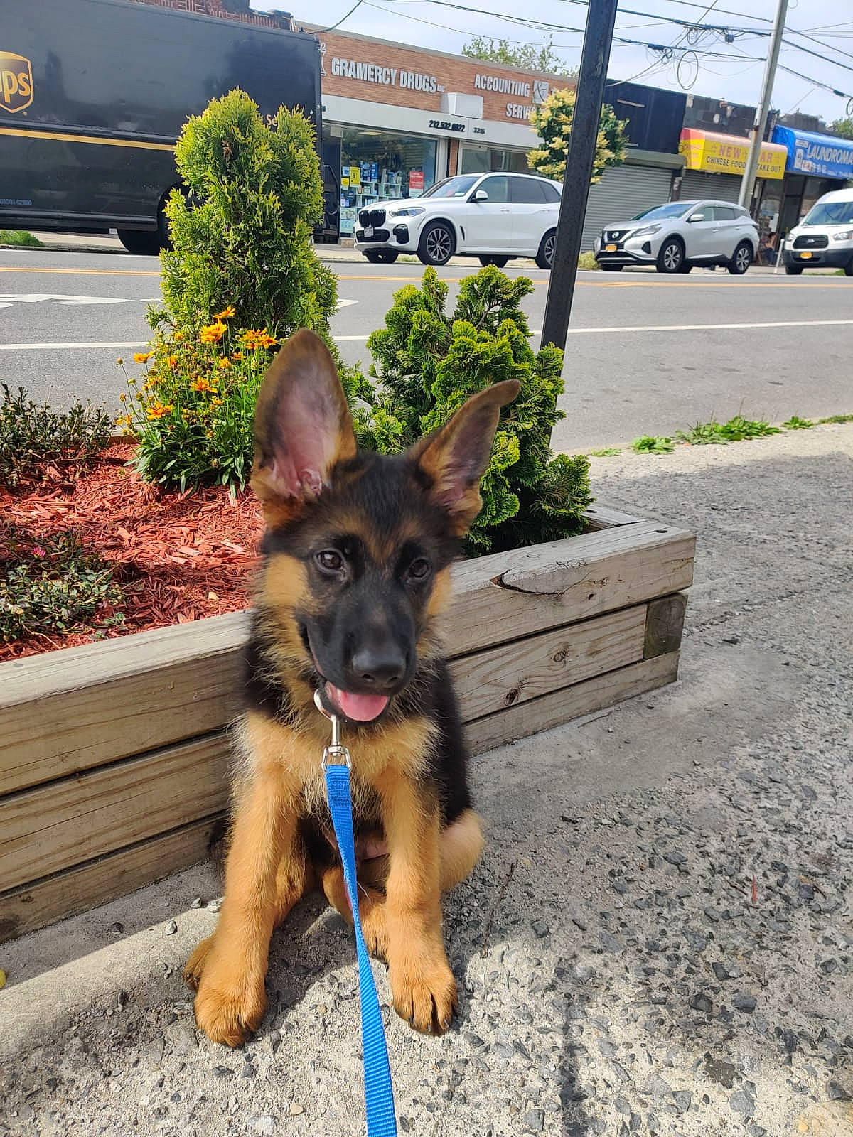 Achilles Byron is registered to the contest to win money with this photo: asphalt, car, carnivore, companion_dog, dog, dog_breed, fawn, german_shepherd_dog, herding_dog, king_shepherd, old_german_shepherd_dog, plant, road, road_surface, sidewalk, snout, sporting_group, tire, vehicle, wheel