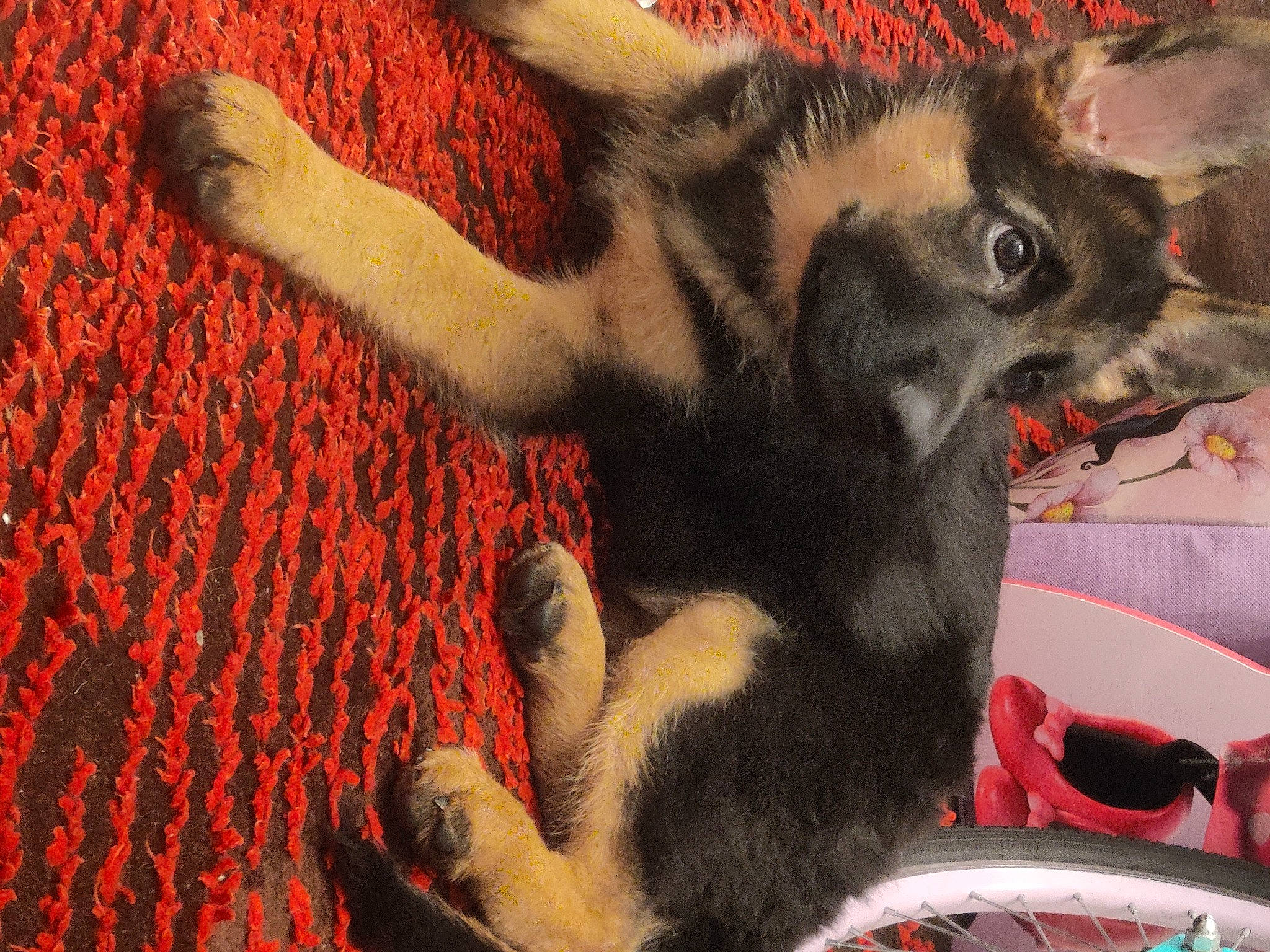 Achilles Byron joined the competition — help win amazing prizes! canidae, carmine, carnivore, claw, comfort, companion_dog, dog_breed, fawn, felidae, foot, fur, paw, small_to_medium_sized_cats, snout, sporting_group, tail, terrestrial_animal, whiskers, woolen, woven_fabric