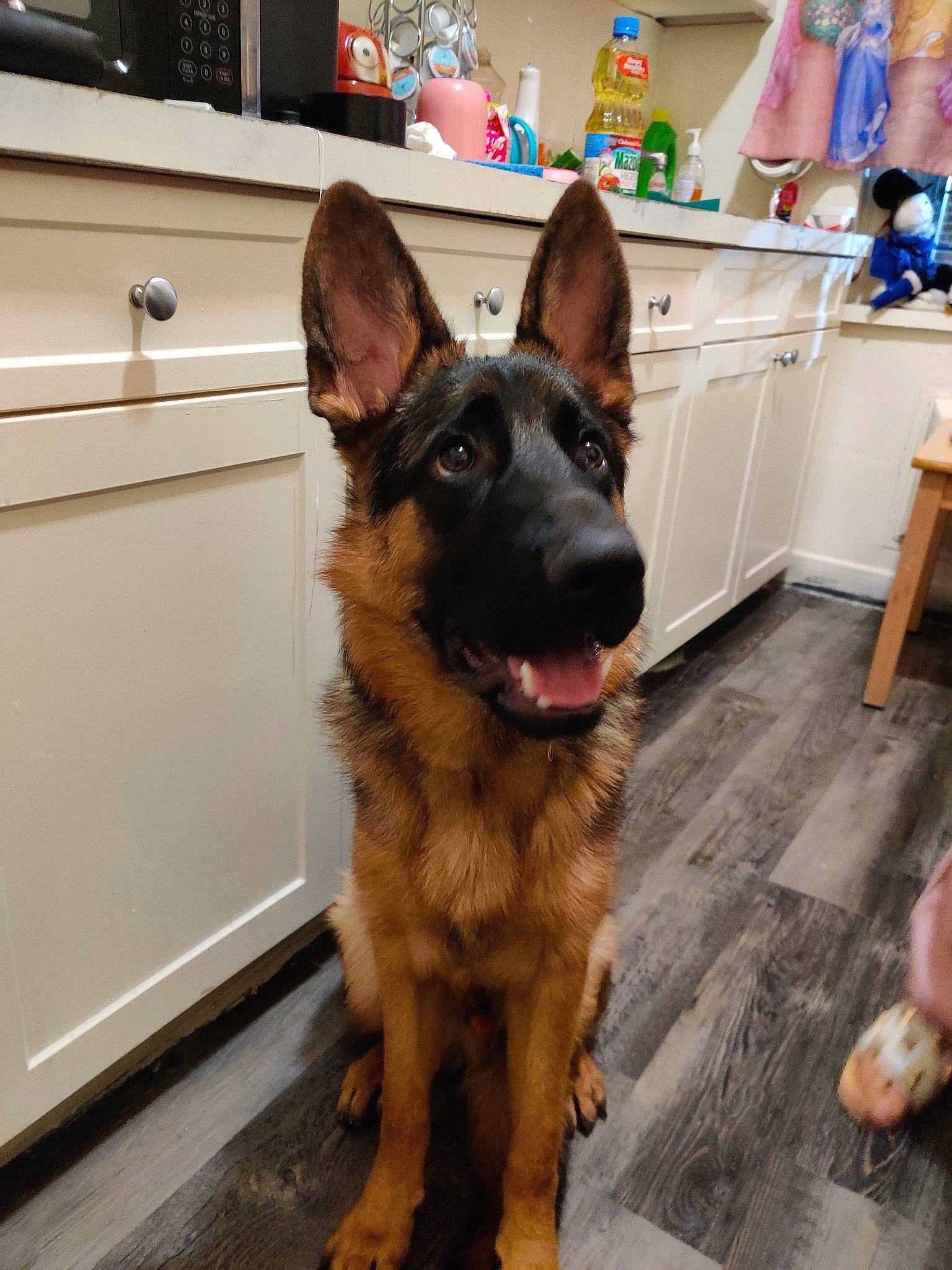 Achilles joined the competition — help win amazing prizes! cabinetry, canidae, carnivore, companion_dog, dog, dog_breed, east_european_shepherd, flooring, fur, german_shepherd_dog, guard_dog, herding_dog, king_shepherd, old_german_shepherd_dog, shelf, snout, sporting_group, stool, working_animal, working_dog