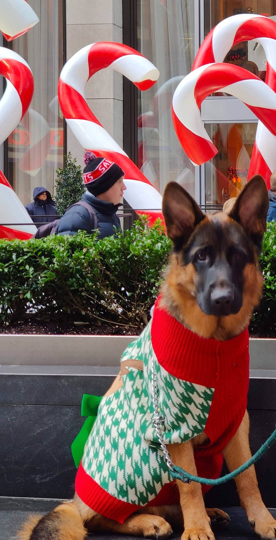 Achilles joined the competition — help win amazing prizes! carnivore, collar, companion_dog, cone, dog, dog_breed, dog_collar, dog_supply, event, fawn, flag, fur, green, holiday, plant, snapshot, snout, sunglasses, working_animal, working_dog