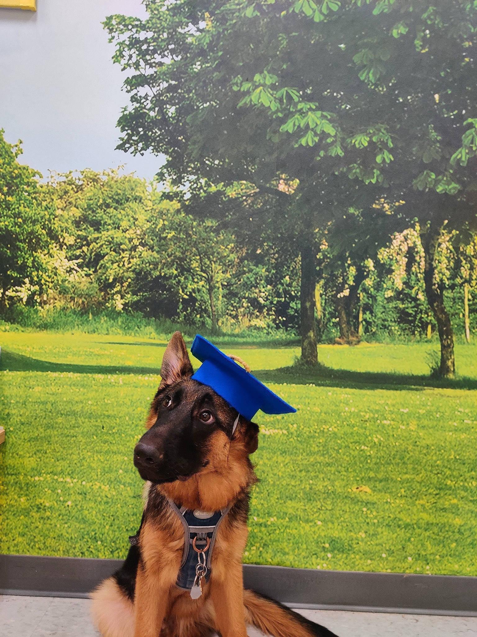 Achilles is registered to the contest to win money with this photo: botany, cap, carnivore, companion_dog, dog, fawn, grass, happy, hat, leaf, leisure, morning, people_in_nature, plant, shade, sunlight, tints_and_shades, tree, woody_plant, working_animal