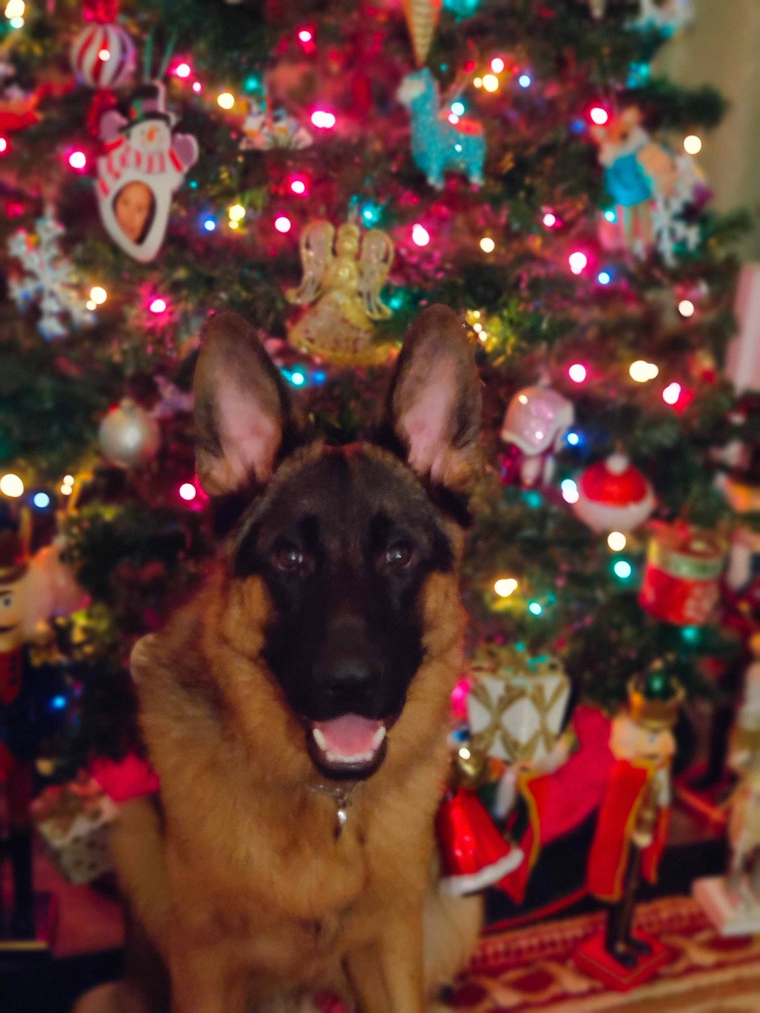 Achilles is registered to the contest to win money with this photo: carnivore, christmas, christmas_decoration, christmas_ornament, christmas_tree, conifer, dog, dog_breed, event, evergreen, fawn, fun, german_shepherd_dog, holiday, holiday_ornament, interior_design, light, ornament, snout, tree