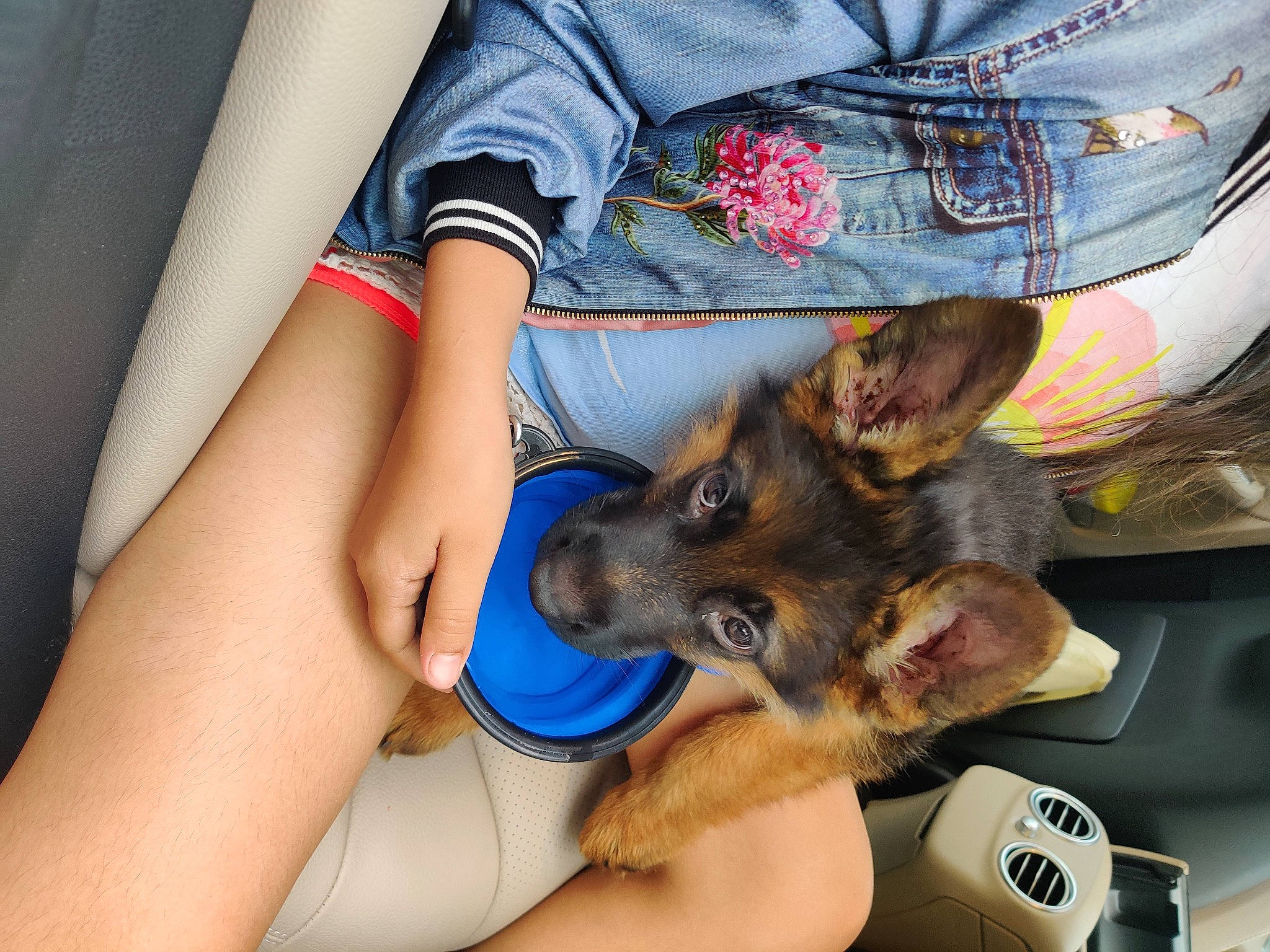 Achilles joined the competition — help win amazing prizes! blue, carnivore, comfort, companion_dog, dog, dog_breed, electric_blue, fawn, felidae, finger, german_shepherd_dog, gesture, human_leg, lap, leg, paw, sleeve, snout, thigh, wrist