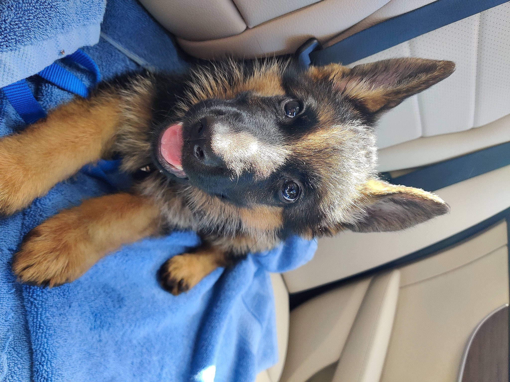 Achilles joined the competition — help win amazing prizes! canidae, carnivore, claw, companion_dog, dog, dog_breed, ear, electric_blue, fawn, fur, german_shepherd_dog, gesture, king_shepherd, old_german_shepherd_dog, paw, photography, snout, sporting_group, whiskers