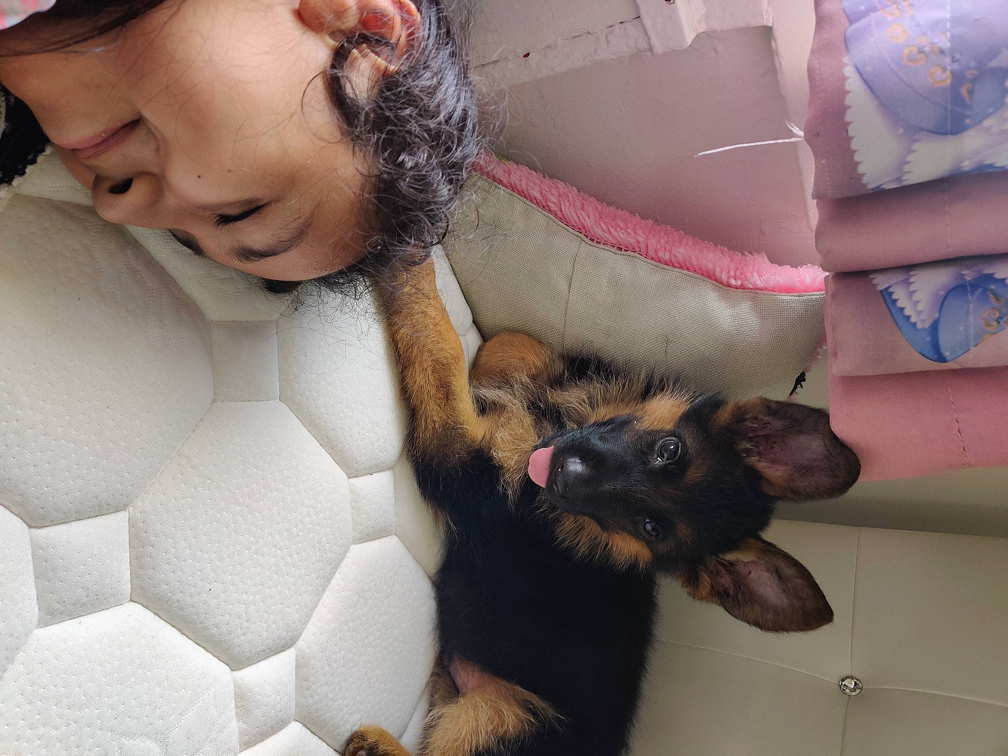 Achilles is registered to the contest to win money with this photo: carnivore, comfort, companion_dog, couch, dog, dog_breed, fawn, felidae, fur, happy, human_leg, lap, mammal, nap, paw, tail, textile, thigh, vertebrate, whiskers