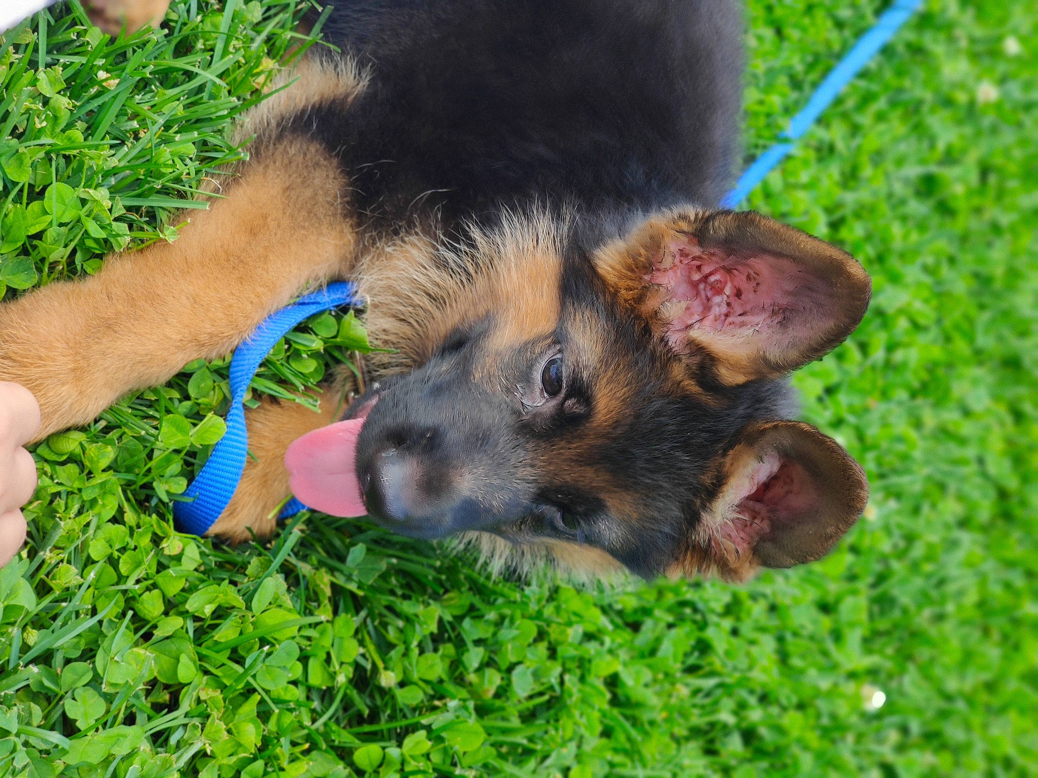 Achilles joined the competition — help win amazing prizes! barefoot, canidae, carnivore, companion_dog, dog, dog_breed, fawn, foot, german_shepherd_dog, gesture, grass, groundcover, human_leg, paw, plant, snout, sporting_group, terrestrial_animal, toe, working_animal