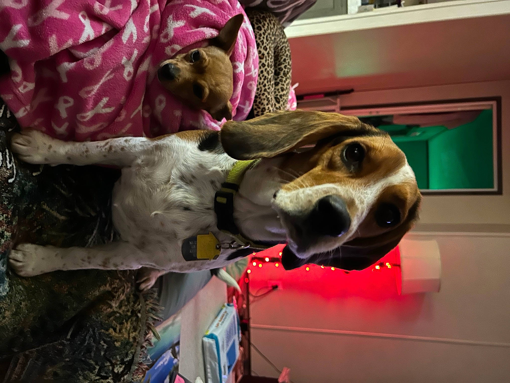 Beatrice is registered to the contest to win money with this photo: art, bone, building, canidae, carnivore, dog, dog_breed, dog_supply, door, fawn, fun, jaw, magenta, personal_protective_equipment, pink, smile, snout, sporting_group, window, working_animal