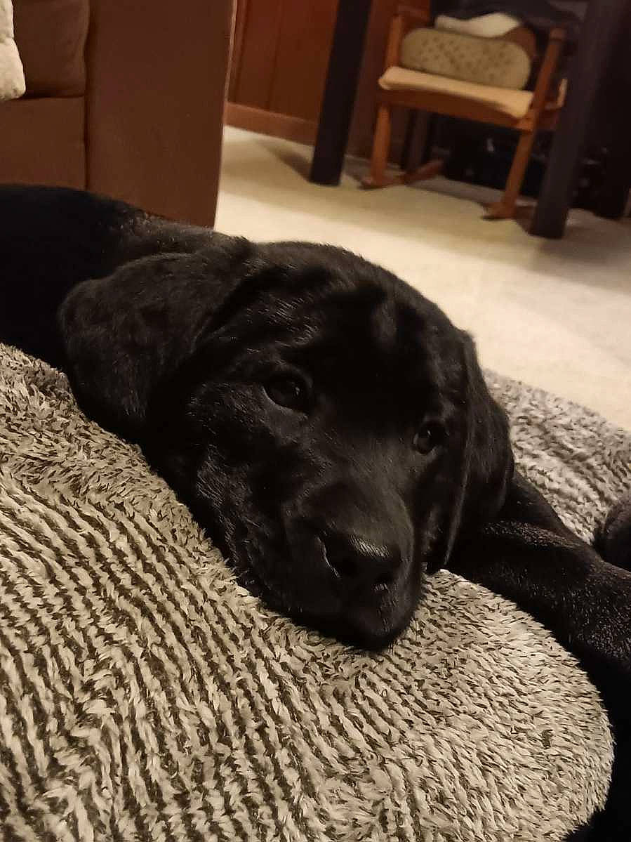 Bane is registered to the contest to win money with this photo: black, borador, canidae, carnivore, chair, comfort, companion_dog, dog, dog_breed, flooring, fur, guard_dog, gun_dog, hardwood, retriever, room, snout, whiskers, wood, working_animal