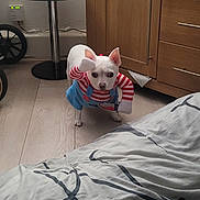 Maximus is registered to the contest to win money with this photo: dog, costume, white_dog, small_dog, striped_sleeves, blue_overalls, wooden_floor, bedroom, bed, duvet, cabinet, table, decorative_reindeer, family_sign, indoor, pet, curious, standing, furniture, home