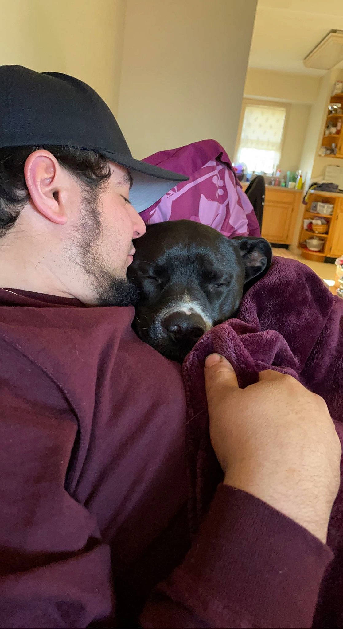 Zeppelin joined the competition — help win amazing prizes! baseball_cap, beard, canidae, cap, carnivore, comfort, companion_dog, dog, dog_breed, ear, fawn, fur, magenta, purple, shelf, snout, sporting_group, t_shirt, toy_dog, working_animal