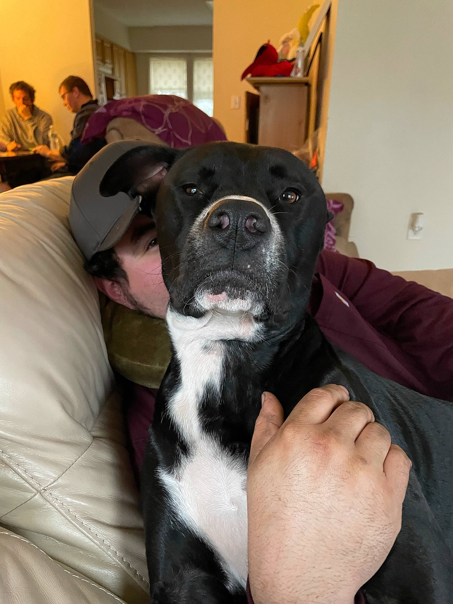 Zeppelin joined the competition — help win amazing prizes! boston_terrier, carnivore, comfort, companion_dog, dog, dog_breed, event, fawn, fur, guard_dog, mammal, molosser, non_sporting_group, puppy_love, sporting_group, t_shirt, toy_dog, whiskers, working_animal