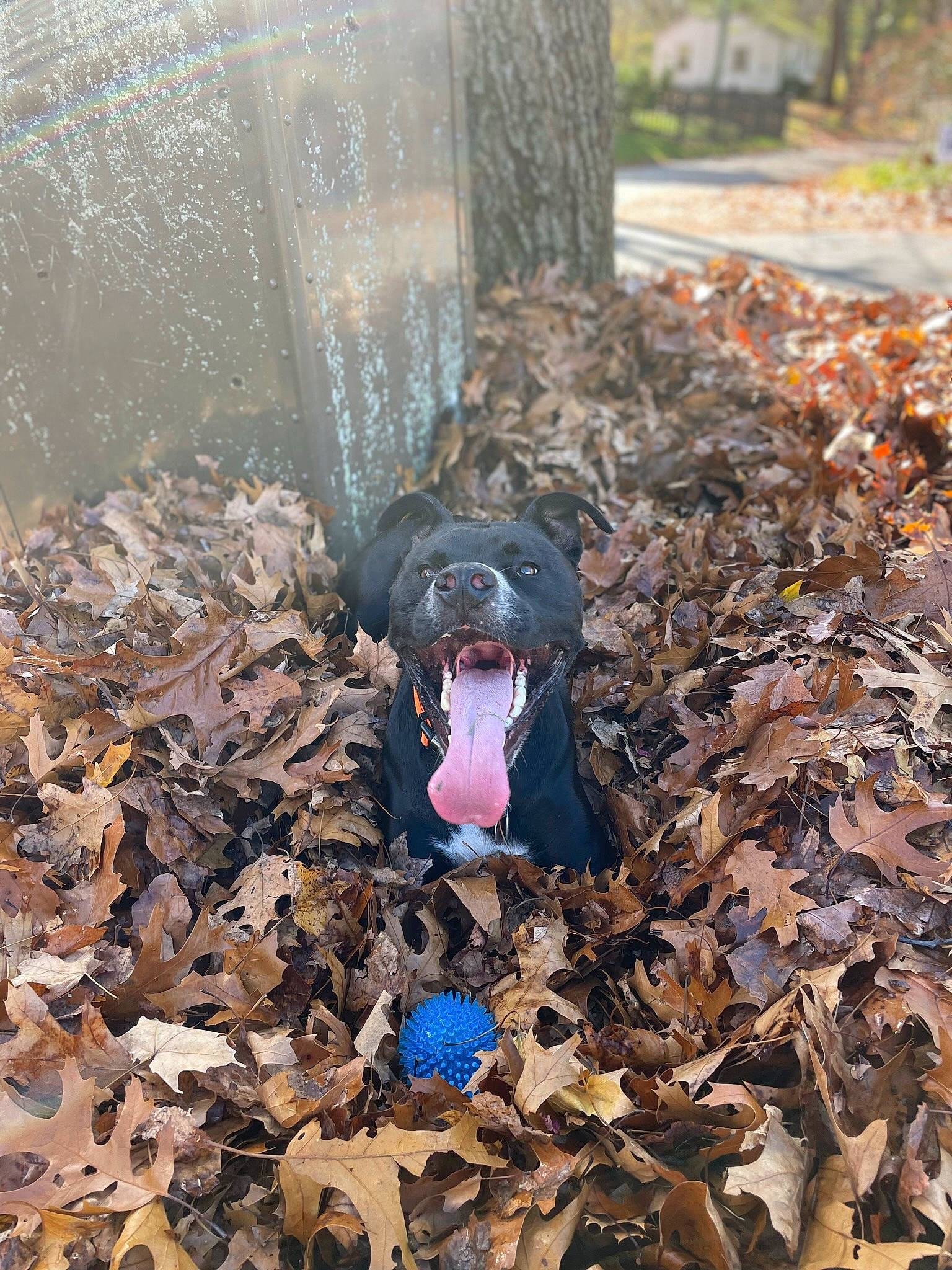 Zeppelin is registered to the contest to win money with this photo: _geese_and_swans, autumn, beak, bird, carmine, duck, ducks, feather, fowl, grass, leaf, plant, poultry, soil, tree, waste, water_bird, waterfowl, wing, winter