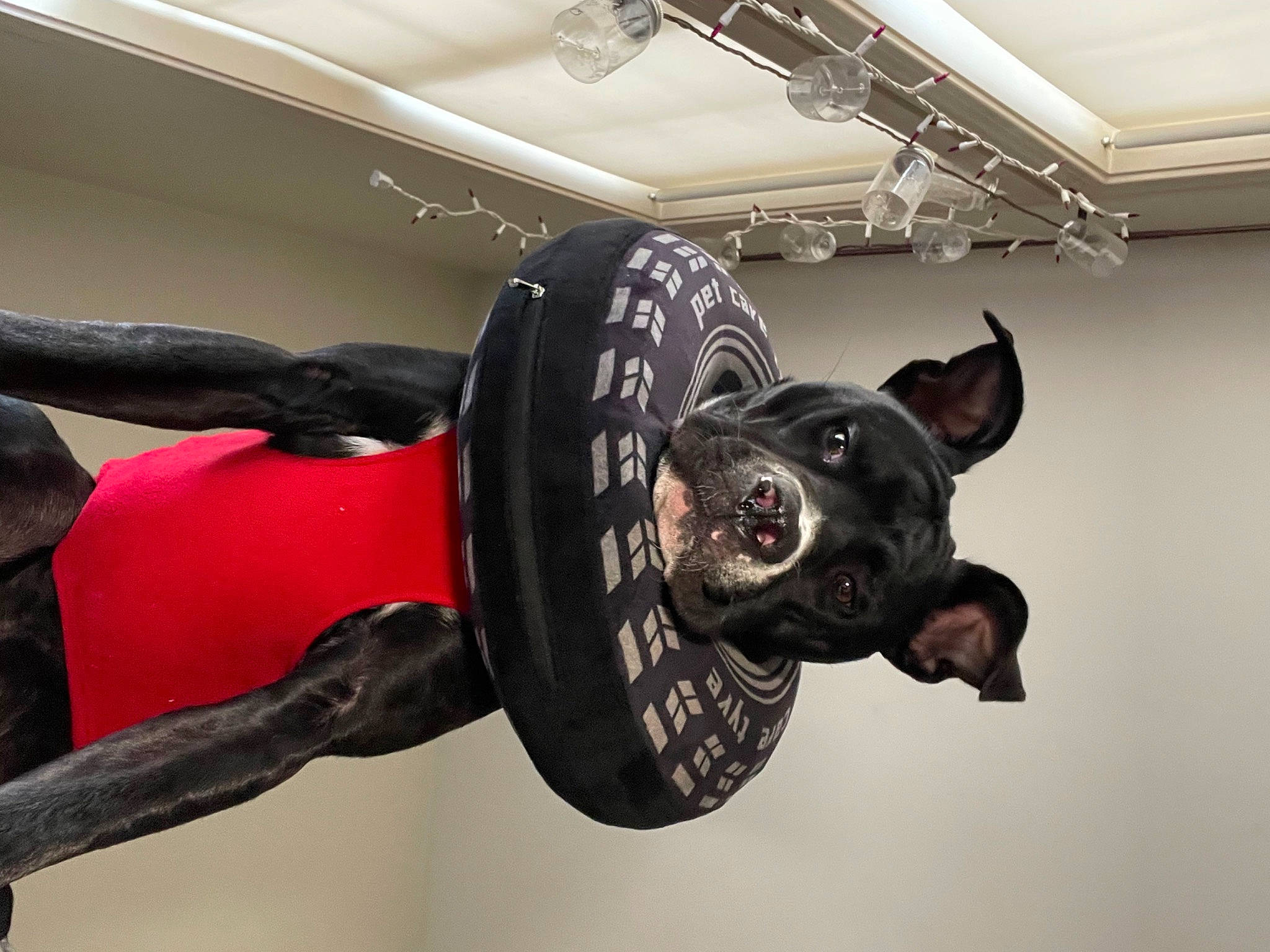 Zeppelin joined the competition — help win amazing prizes! art, canidae, carmine, carnivore, ceiling, companion_dog, dog, dog_breed, dog_collar, fictional_character, flooring, guard_dog, metal, non_sporting_group, personal_protective_equipment, room, sculpture, snout, sporting_group, statue