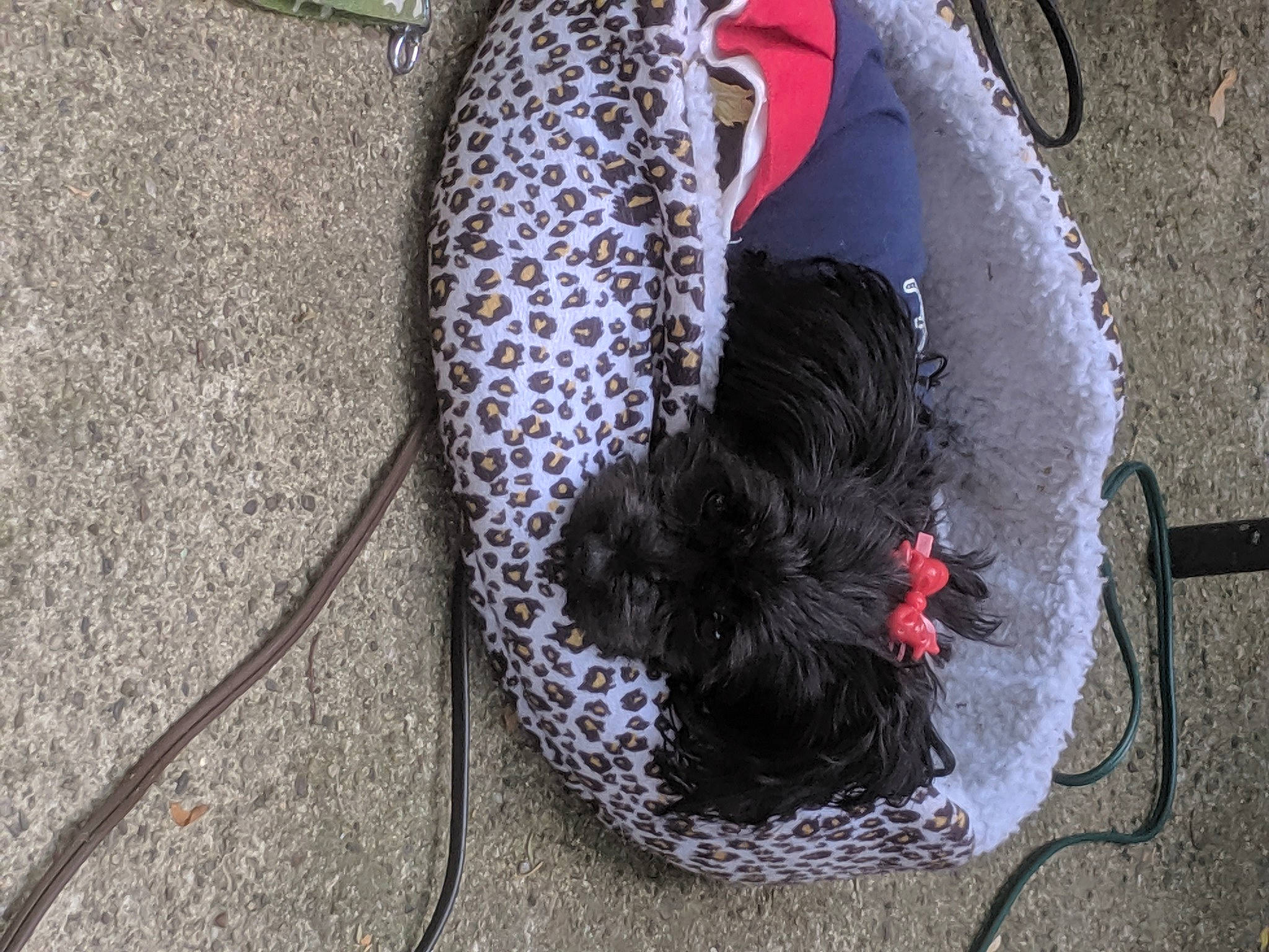 Eboni joined the competition — help win amazing prizes! affenpinscher, bolonka, canidae, carnivore, cockapoo, dog, dog_breed, non_sporting_group, portuguese_water_dog, spanish_water_dog, sporting_group, terrier